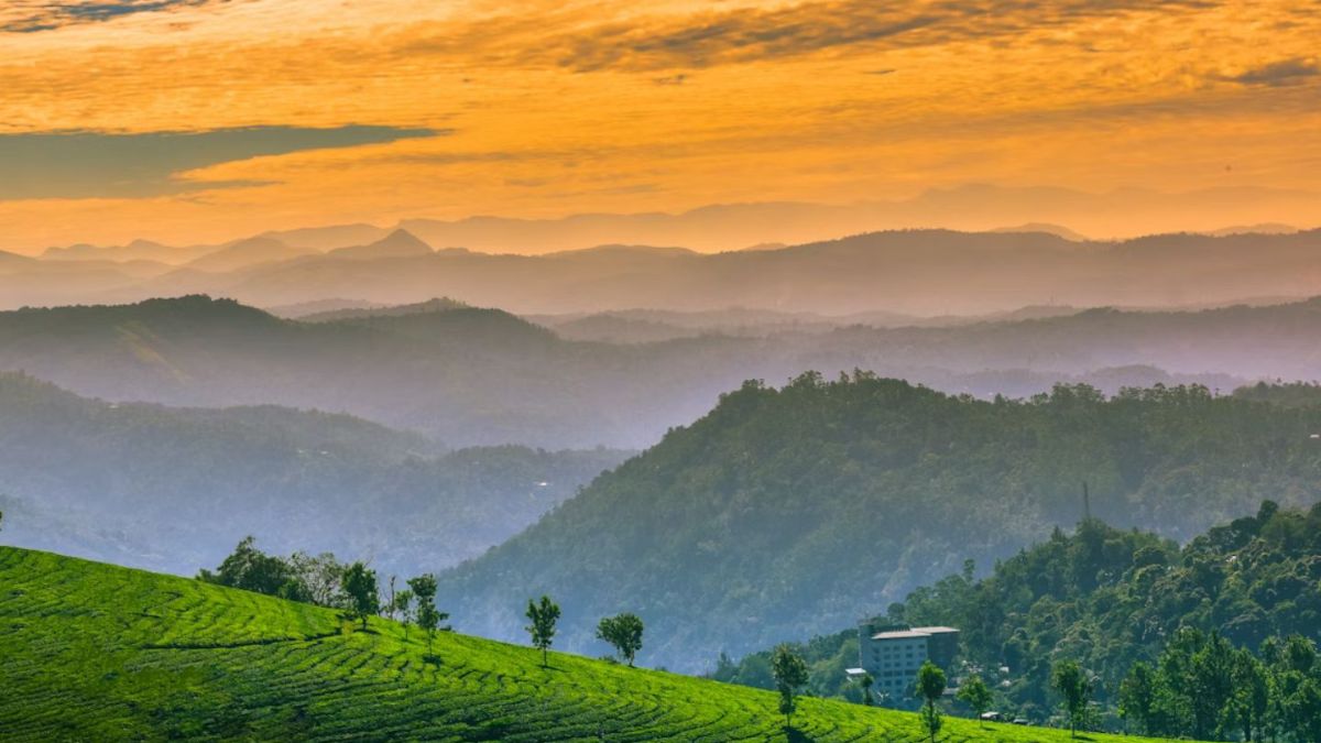 Panoramic Tea Estate Landscape Munnar